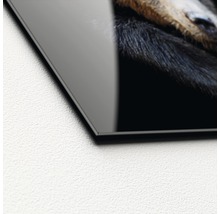 Glasbild Brown bear 20x20 cm-thumb-1 Glasbild Brown bear 20x20 cm-thumb-1