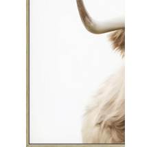 Gerahmtes Bild eines Hochlandrindes mit Horn