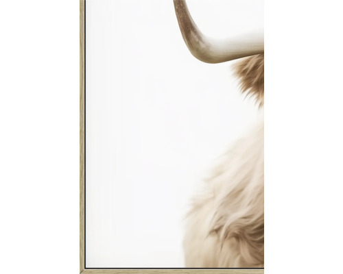 Gerahmtes Bild eines Hochlandrindes mit Horn