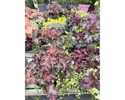 Verschiedene Heuchera Pflanzen im Gartencenter