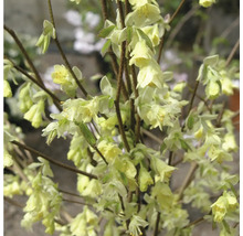 Blühende Scheineller im Detailansicht