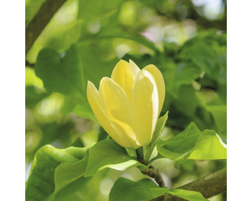 Gelbe Magnolienblüte mit grünen Blättern