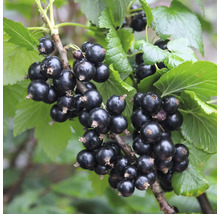 Schwarze Johannisbeeren am Strauch mit grünen Blättern