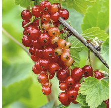 Nahaufnahme einer roten Johannisbeere am Strauch