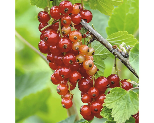 Nahaufnahme einer roten Johannisbeere am Strauch