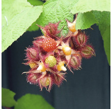 Brombeeren mit Blättern an einem Strauch