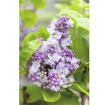 Nahaufnahme einer blühenden Fliederpflanze mit grünen Blättern