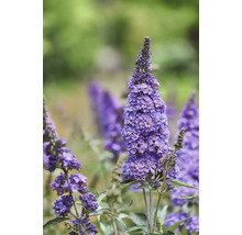 Nahaufnahme einer lila Schmetterlingsfliederblüte