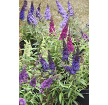 Buddleja Schmetterlingsflieder in verschiedenen Farben, in Töpfen