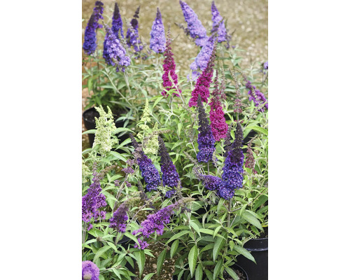 Buddleja Schmetterlingsflieder in verschiedenen Farben, in Töpfen