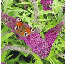 Pfauenauge Schmetterling auf Sommerfliederblüten