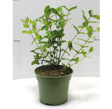 Geißblatt Pflanze im Topf