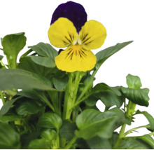 Gelbes und violettes Stiefmütterchen mit grünen Blättern