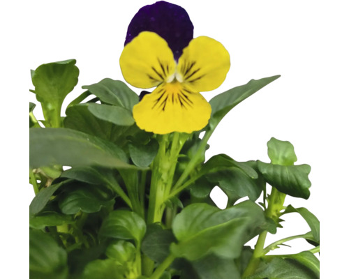 Gelbes und violettes Stiefmütterchen mit grünen Blättern