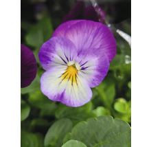 Nahaufnahme einer Veilchenblume im Garten