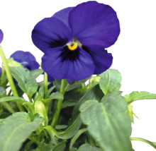 Blühendes Stiefmütterchen mit grünen Blättern