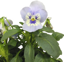 Hornveilchen Pflanze mit Blüten und grünen Blättern