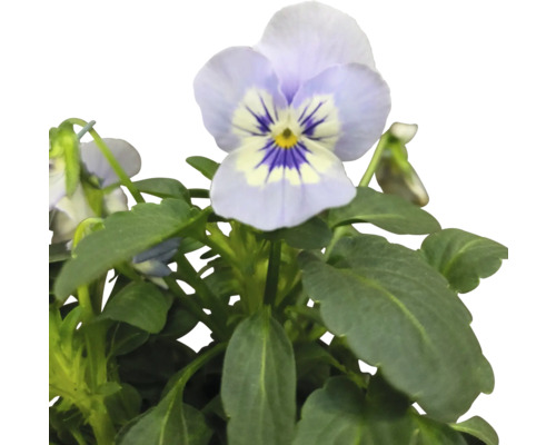 Hornveilchen Pflanze mit Blüten und grünen Blättern