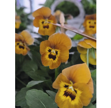 Nahaufnahme von Goldgelben Stiefmütterchen mit grünen Blättern