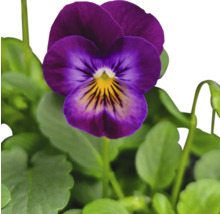Veilchenblume mit Blättern