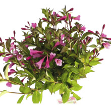 Blühender Weigelienstrauch mit grünen Blättern