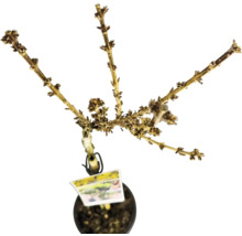 Abgestorbene Pflanze im Topf mit Etikett