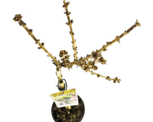 Abgestorbene Pflanze im Topf mit Etikett