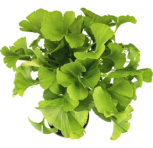 Ginkgo Biloba Pflanze im Topf