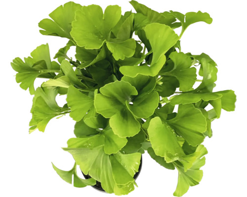 Ginkgo Biloba Pflanze im Topf