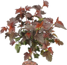 Blasenstrauch mit dunklen Blättern.