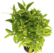 Topansicht einer Buddleja-Pflanze im Topf