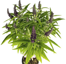 Schmetterlingsstrauch in einem Topf