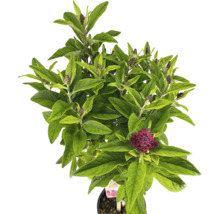 Schmetterlingsflieder mit Blättern und Blütenknospen im Topf