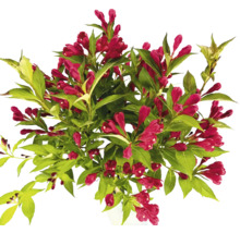 Blühender Weigelienstrauch mit roten Blüten und grünen Blättern