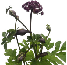 Blühende Engelwurz Pflanze