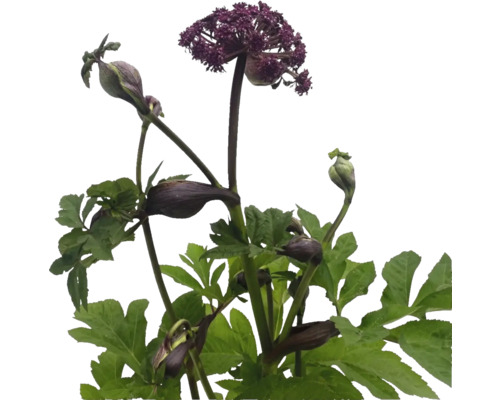 Blühende Engelwurz Pflanze