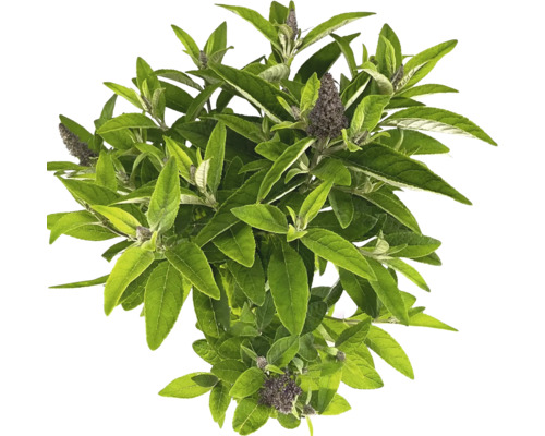 Buddleja Pflanze mit grünen Blättern und Blütenständen