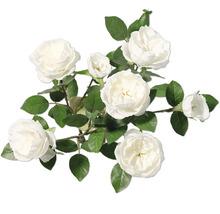 Strauß weißer Rosen mit grünen Blättern