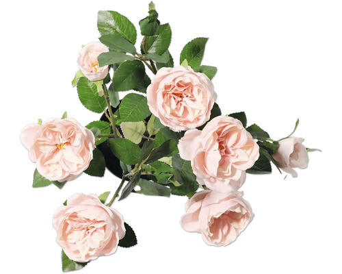 Dekorative Rose mit Blättern im Topf