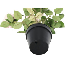 Rose im schwarzen Topf