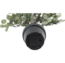 Unteransicht einer künstlichen Eukalyptuspflanze in einem Topf