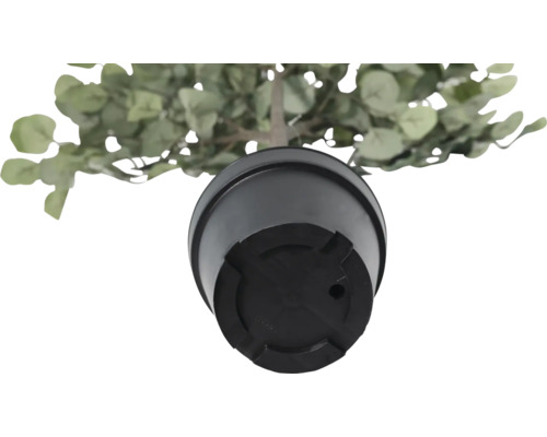 Unteransicht einer künstlichen Eukalyptuspflanze in einem Topf