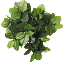 Top-Ansicht einer Zimmerpflanze mit grünen Blättern