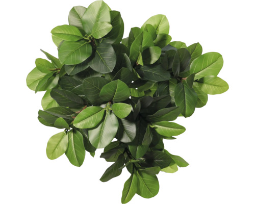 Top-Ansicht einer Zimmerpflanze mit grünen Blättern