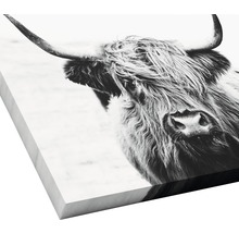 Nahaufnahme eines Highlandrindes als Wanddekoration