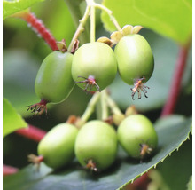 Nahaufnahme von Mini-Kiwis am Strauch