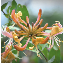 Nahaufnahme von Geißblattblüten