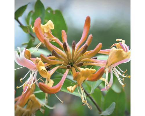 Nahaufnahme von Geißblattblüten