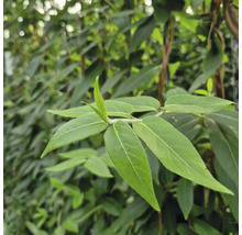 Nahaufnahme von grünen Blättern einer Pflanze