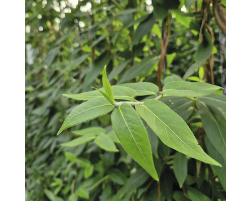 Nahaufnahme von grünen Blättern einer Pflanze